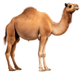 PNG Animal mammal camel livestock.