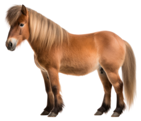 PNG Mammal animal horse livestock.