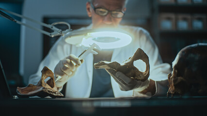 Senior archaeologist takes measurements of fossil skull using professional measuring tool, looks...