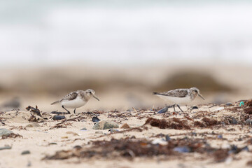 Common ringed Plover Charadrius hiaticula on a sandy beach in Normandy