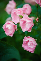 Fototapeta premium Soft petals of pink roses with drops of rain offer a serene and elegant floral display