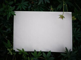 Empty white paper lies on green leaves of a plant, creating a rustic and natural background