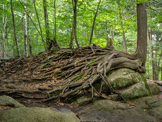 Amazing pine tree roots showing nature's ability to survive on a hiking path in Adirondack Mountains, Upstate New York.