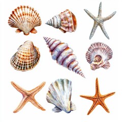 Collection of assorted sea shells and starfish, featuring various shapes, sizes, and colors. Perfect for beach, marine, and ocean-themed designs.