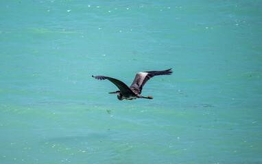 grey heron hunting against the background of blue water on a sunny day in natural conditions