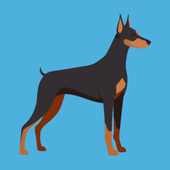 Doberman Pinscher Dog vector artwork