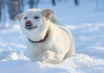 Obraz premium White northern sled dog makes a funny face while playing in the snow.