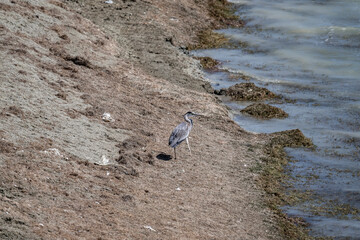 grey heron hunting against the background of blue water on a sunny day in natural conditions