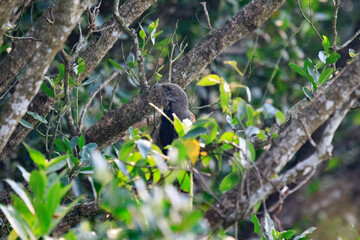 A Curious Bird Perched on a Tree Branch, Surrounded by Lush Foliage