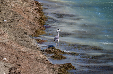 grey heron hunting against the background of blue water on a sunny day in natural conditions