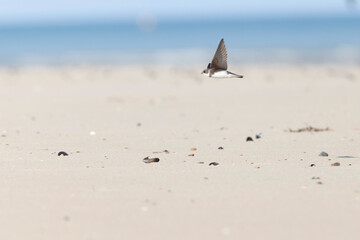 Sand martin Riparia riparia from coastal area of Normandy, France