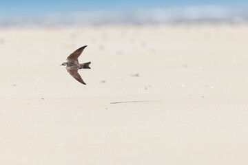 Sand martin Riparia riparia from coastal area of Normandy, France
