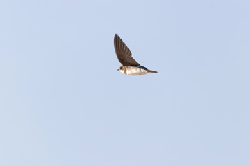 Fototapeta premium Sand martin Riparia riparia from coastal area of Normandy, France