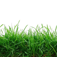 Obraz premium green grass isolated on white on transparent background png 
