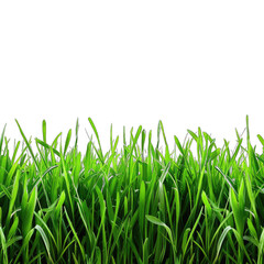 Fototapeta premium green grass isolated on white on transparent background png 