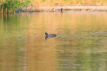 Tranquil Moment: A Coot Gliding on Golden Waters