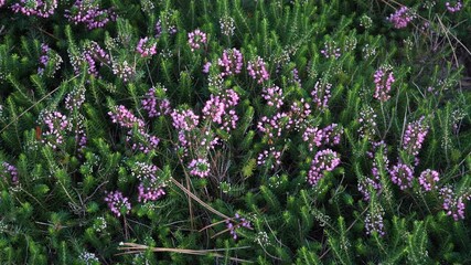 Erica vagans 'Pyrenees Pink', a hardy evergreen shrub in the Ericaceae family, boasts bright green foliage and a profusion of light pink flowers from August to October.