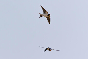 Barn Swallow Hirundo rustica in flight 