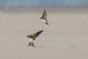 Barn Swallow Hirundo rustica in flight 