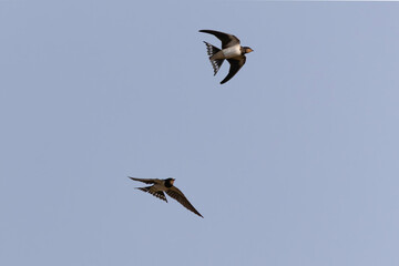 Barn Swallow Hirundo rustica in flight 
