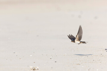 Barn Swallow Hirundo rustica in flight 