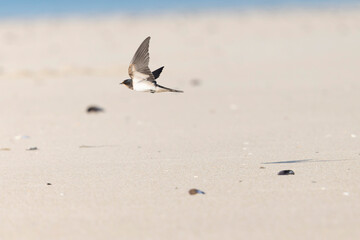 Barn Swallow Hirundo rustica in flight 