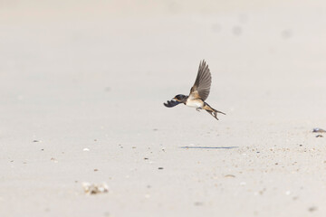 Barn Swallow Hirundo rustica in flight 