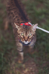 A young Bengal cat on a red leash walks on a green lawn. Bengal cat on the leash outdoors. Bengal cat in a harness on a walk. 