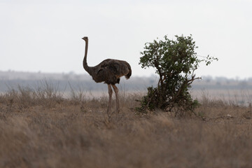 Naklejka premium Struzzo nel Safari