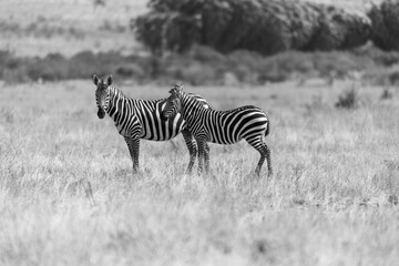 Fototapeta premium Zebre in B&W