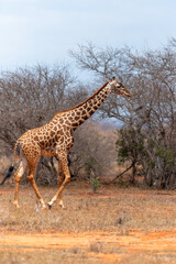 Giraffa al Pascolo