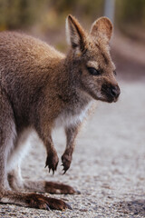 A Wallaby in Tasmania Australia