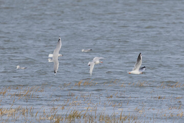 Laughing Gull Chroicocephalus ridibundus in flight on the sea