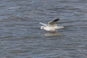 Laughing Gull Chroicocephalus ridibundus in flight on the sea