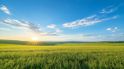 Fototapeta premium Panoramic landscape view of the Sturgeon River Valley with canola crops in full bloom at sunset