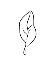 Aesthetic Tropical Leaves