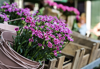 Beautiful Bouquet Of Purple Flowers In The Display Window Of The Flower Shop