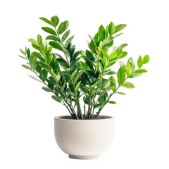 Fototapeta premium ZZ Plant on transparent background