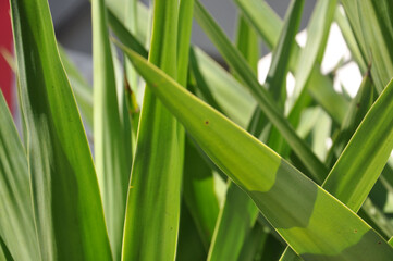 Green grass background