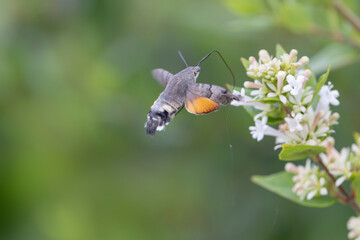 Hummingbird-hawkmoth Macroglossum stellatarum feeding a flower in a garden