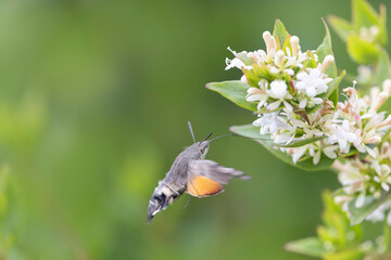 Hummingbird-hawkmoth Macroglossum stellatarum feeding a flower in a garden