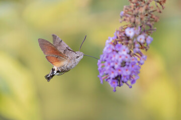 Hummingbird-hawkmoth Macroglossum stellatarum feeding a flower in a garden