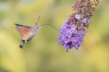 Hummingbird-hawkmoth Macroglossum stellatarum feeding a flower in a garden