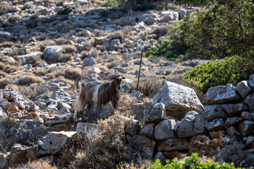 wild Cretan goats in the mountains against the blue sky on a sunny day in natural conditions