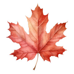 Fototapeta premium A Single Red Maple Leaf with Visible Veins