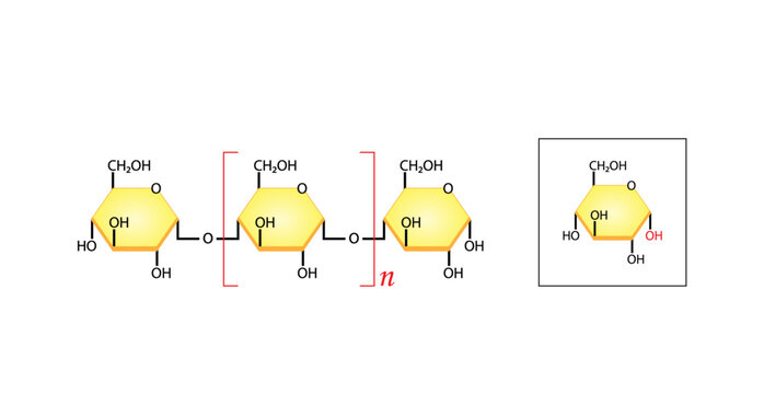 Amylose molecule. Starch molecule, Polysaccharide. chemical structure. Carbohydrates and Sugars Terminology. Scientific Design. Vector Illustration.