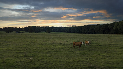2 Cows on a german meadow with clouds in the evening.