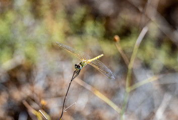 beautiful dragonfly sat on a branch on a sunny day