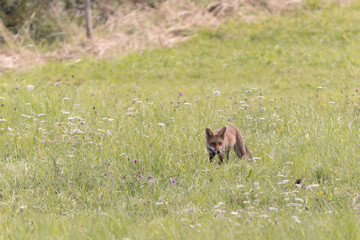 red fox Vulpes vulpes on hunting tour in a meadow