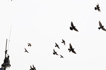 Aves volando por el cielo New Yorkino